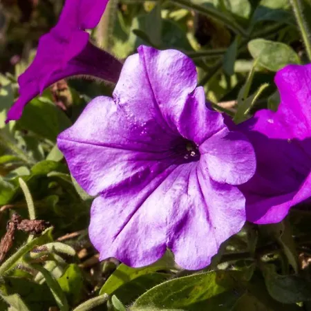 Cafe Alpina Gæstehus Innsbruck